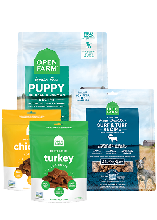 Puppy Essentials Pack Free shipping